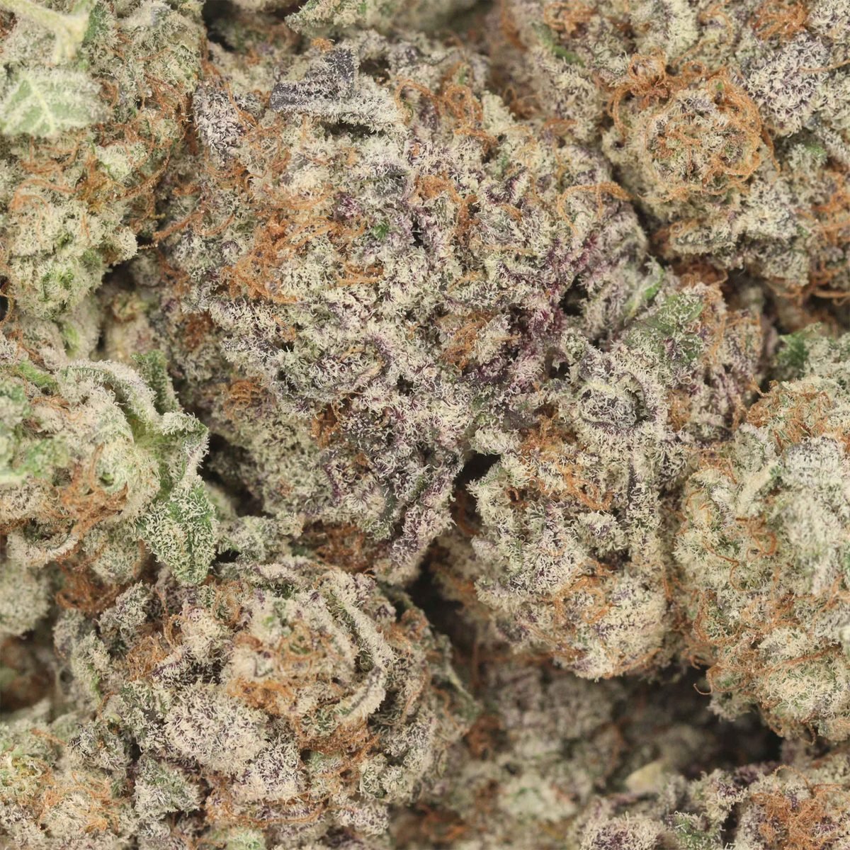 Bubble Gum - Indica at The Green Pot (photo 3)