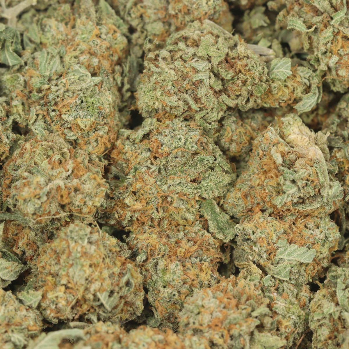 Bubble Kush - Indica at The Green Pot (photo 3)