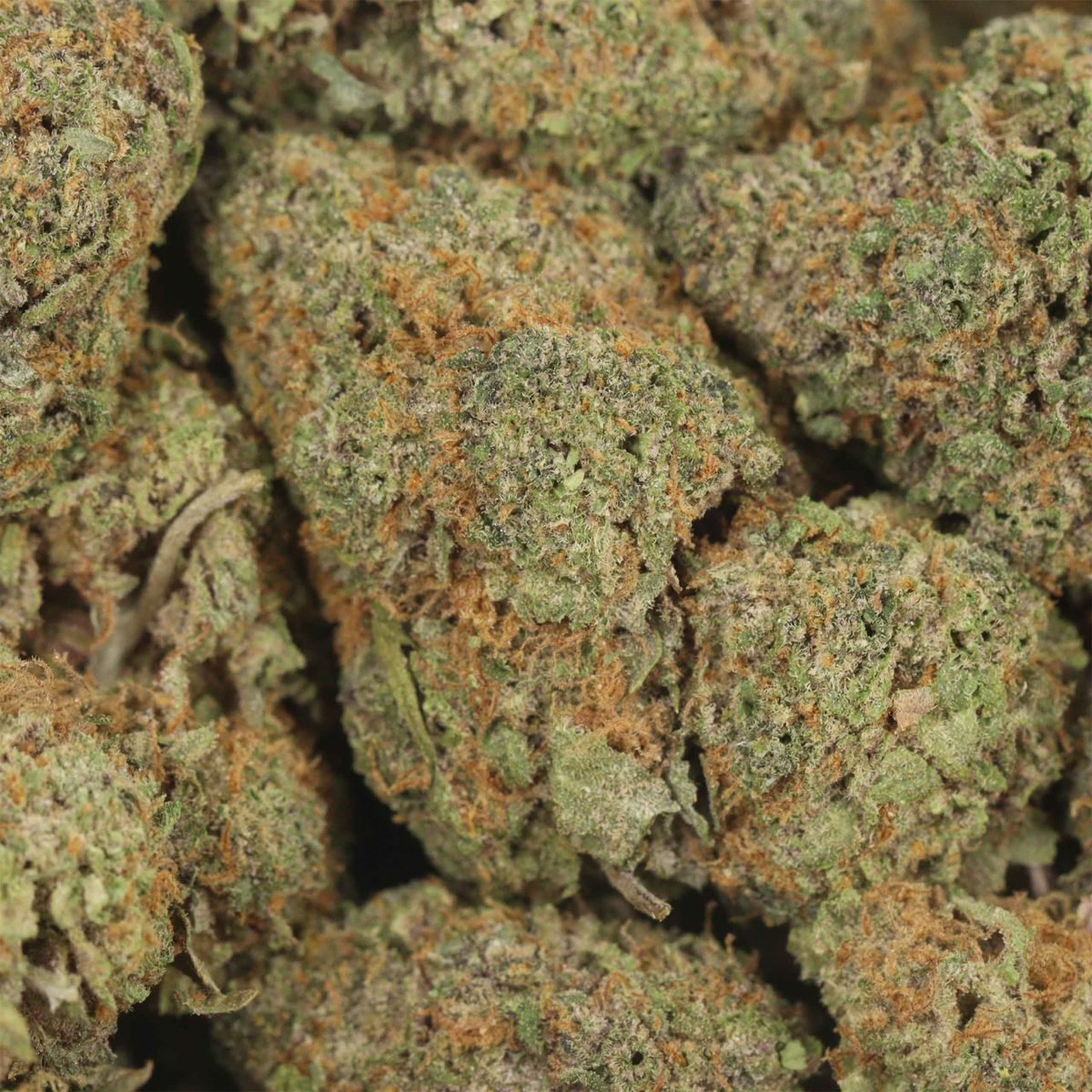 Butter Candy - Hybrid at The Green Pot (photo 3)