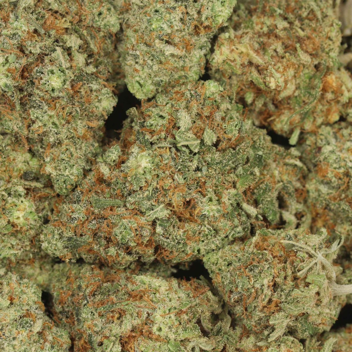 Candy Vanilla - Hybrid at The Green Pot (photo 3)