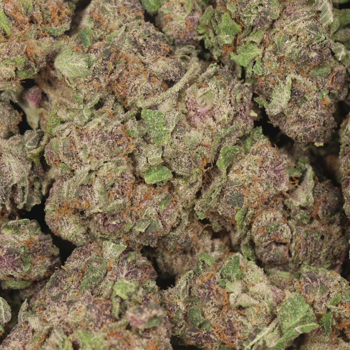 Cherry Soda - Hybrid at The Green Pot (photo 3)