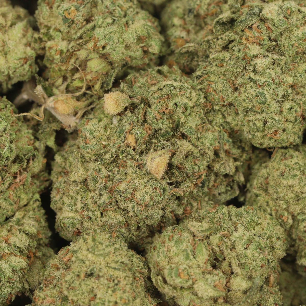 Dairy Queenie - Hybrid at The Green Pot (photo 3)