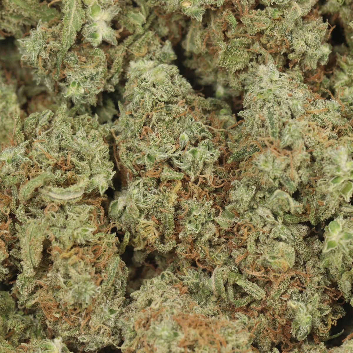 Durban Poison - Sativa at The Green Pot (photo 3)