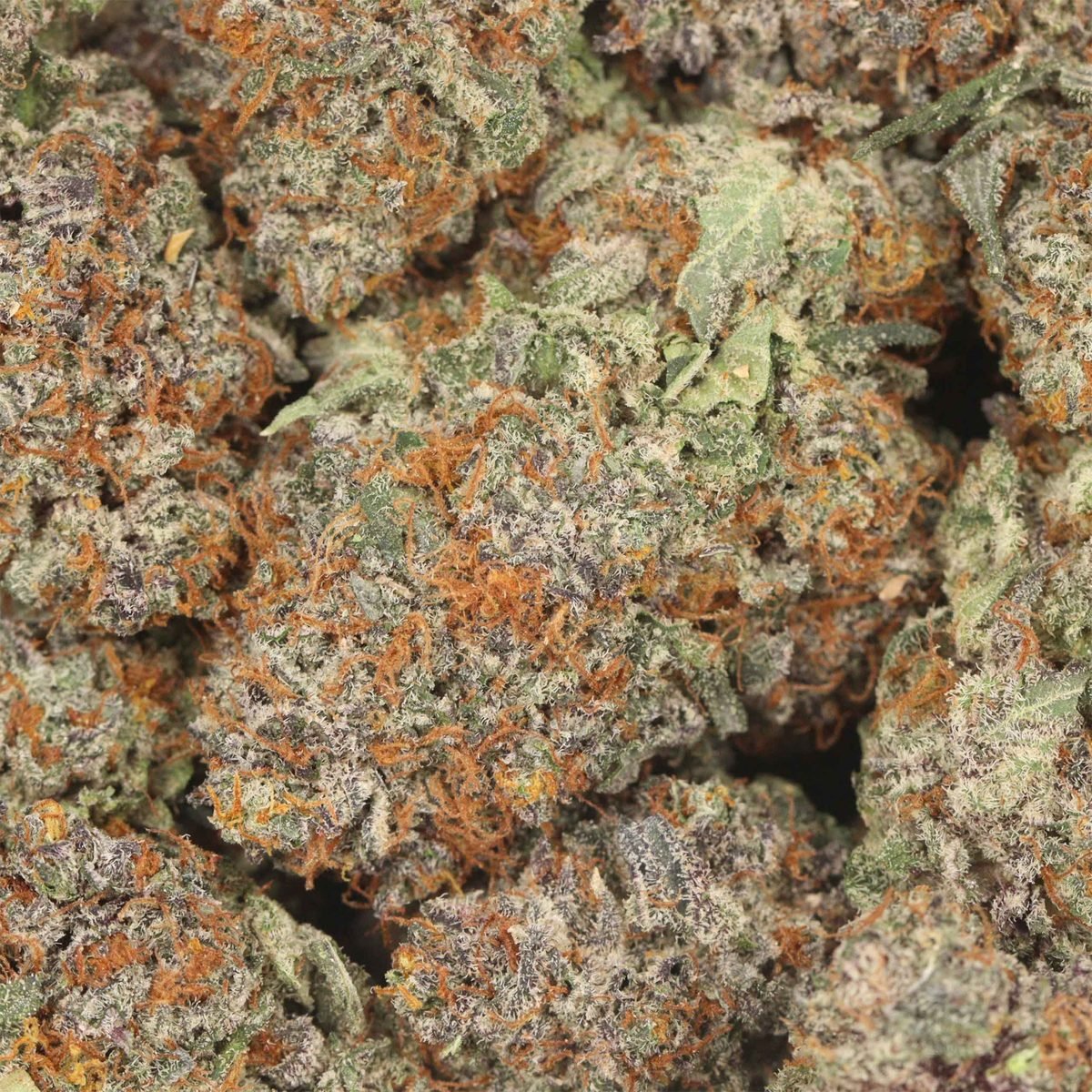 German Shepherd - Sativa at The Green Pot (photo 3)