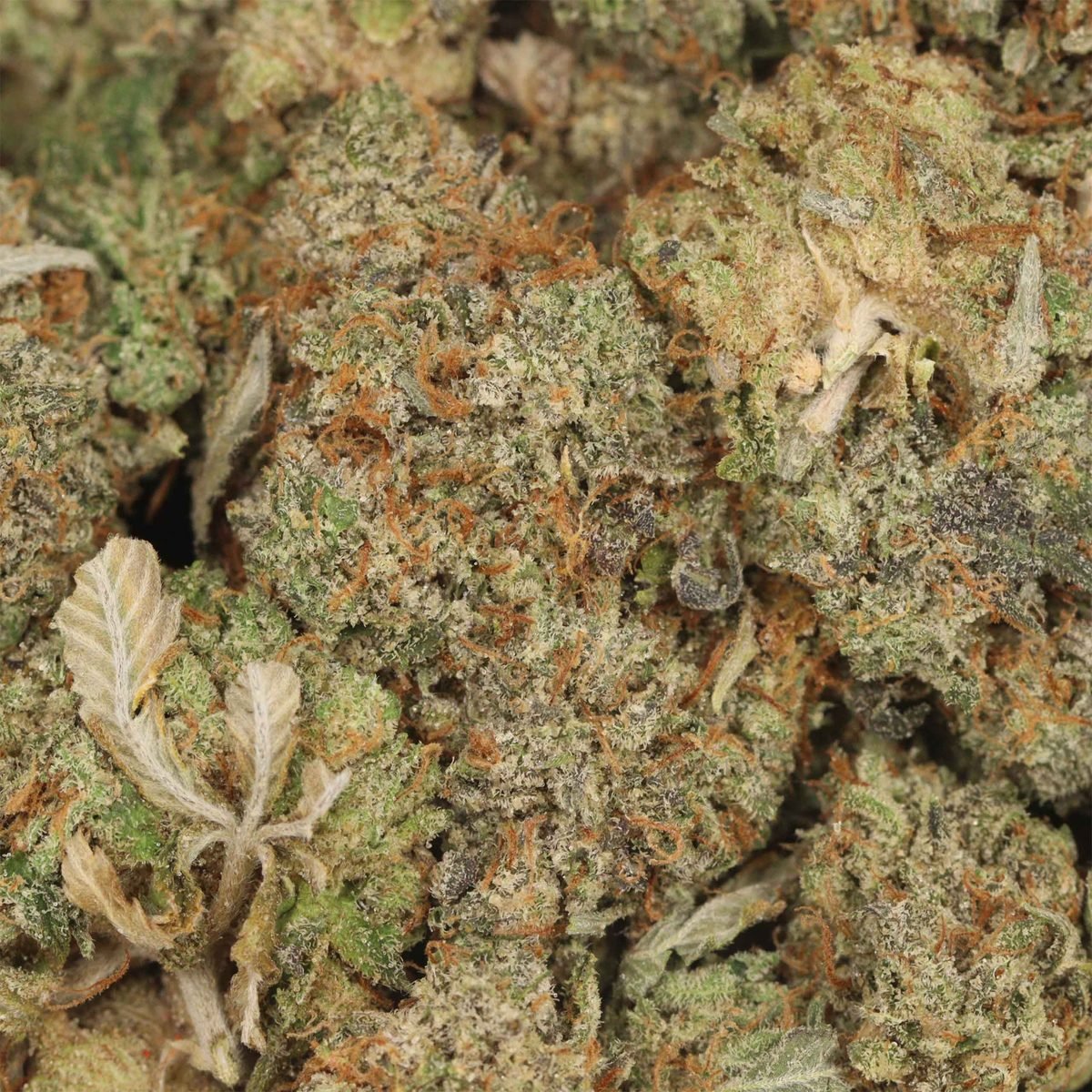 Pink Star - Indica at The Green Pot (photo 3)