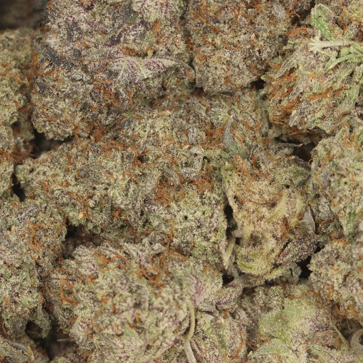 Popcorn - Hybrid at The Green Pot (photo 3)
