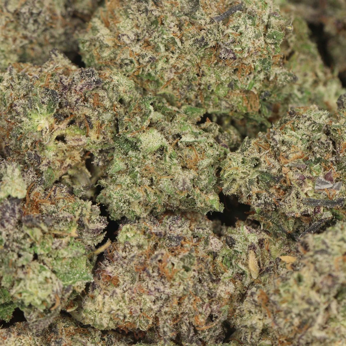 Pure Amsterdam - Hybrid at The Green Pot (photo 3)