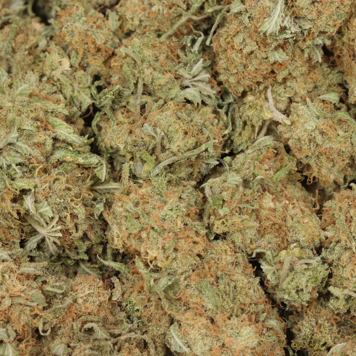 Silver Haze - Hybrid at The Green Pot (photo 3)