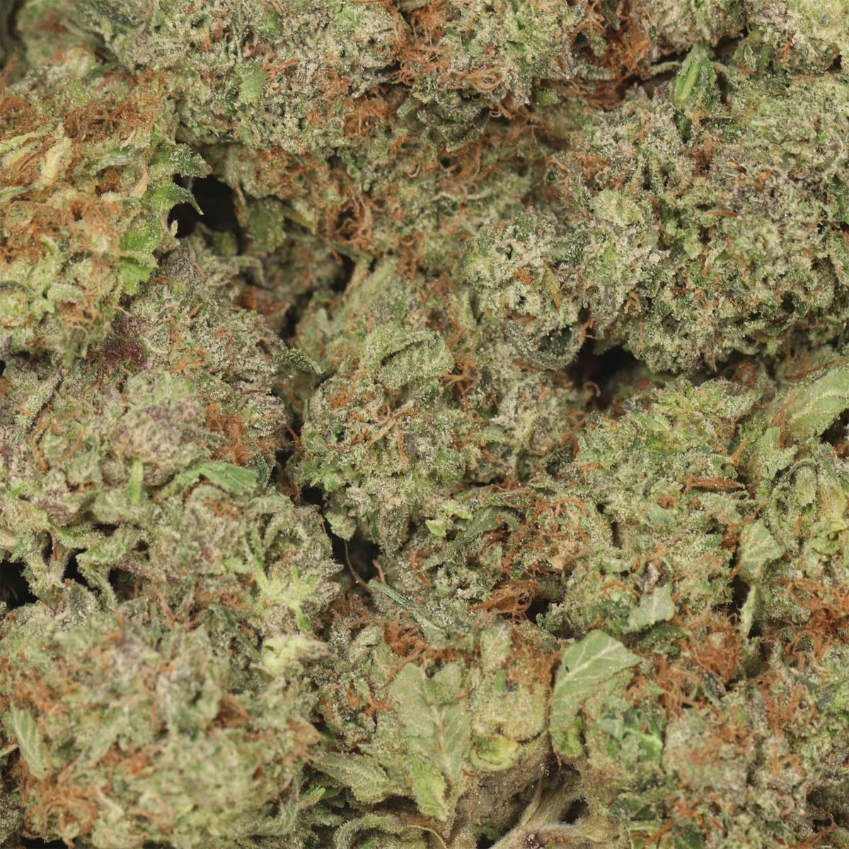 Snoop OG - Indica at The Green Pot (photo 3)