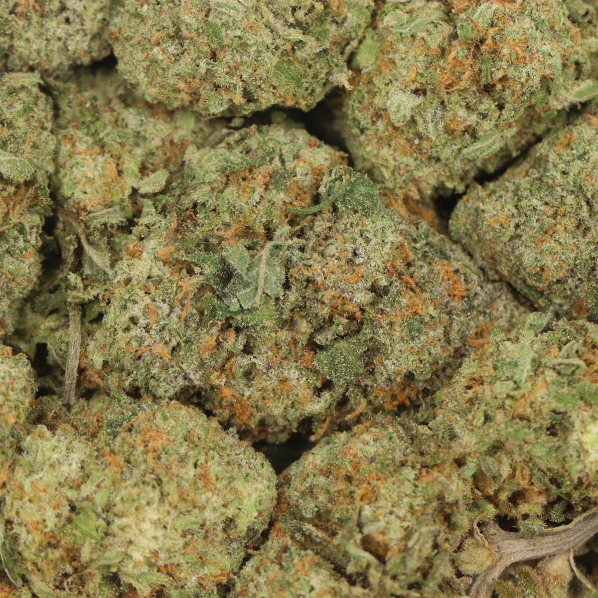 Tropicana - Hybrid at The Green Pot (photo 3)