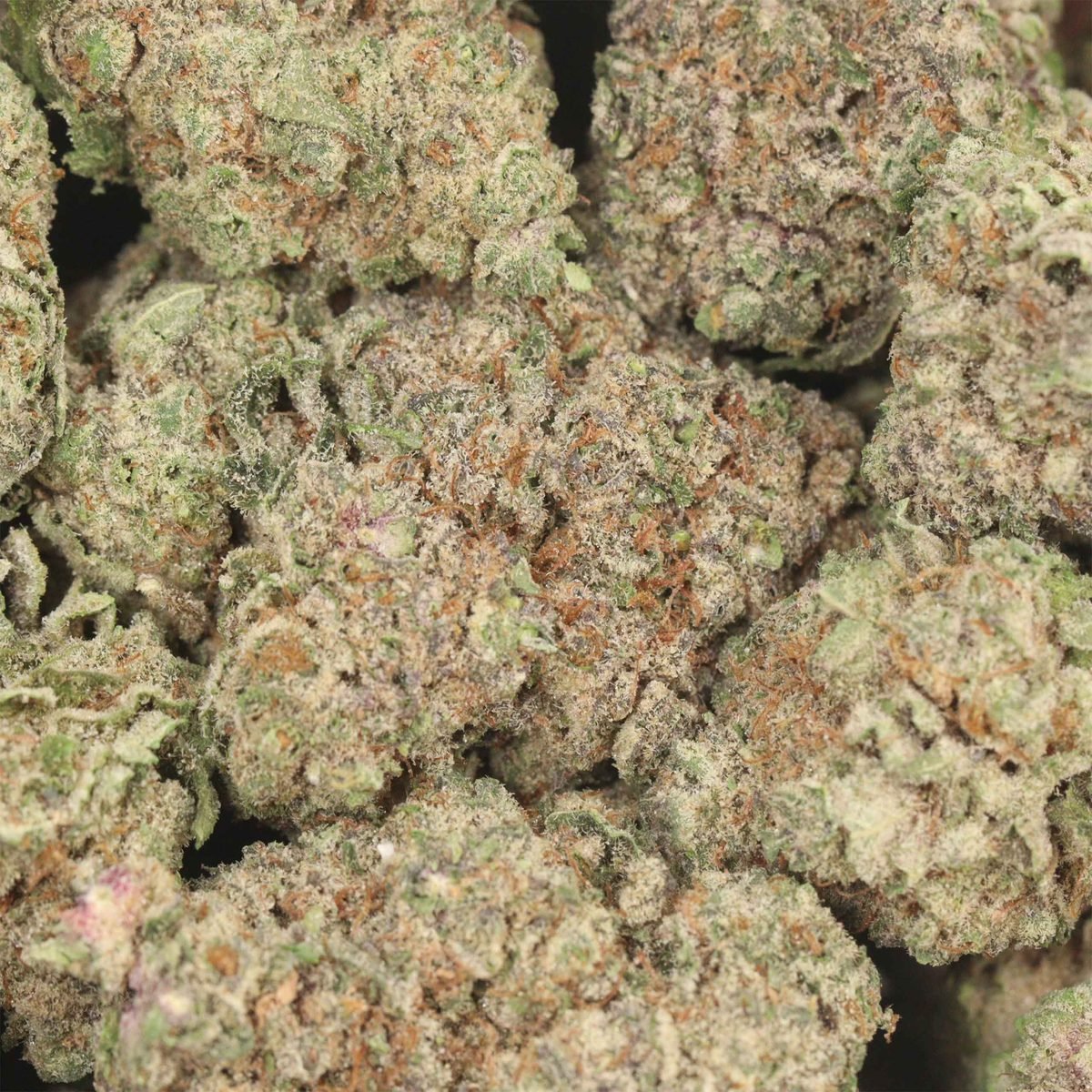 White Grape - Hybrid at The Green Pot (photo 3)