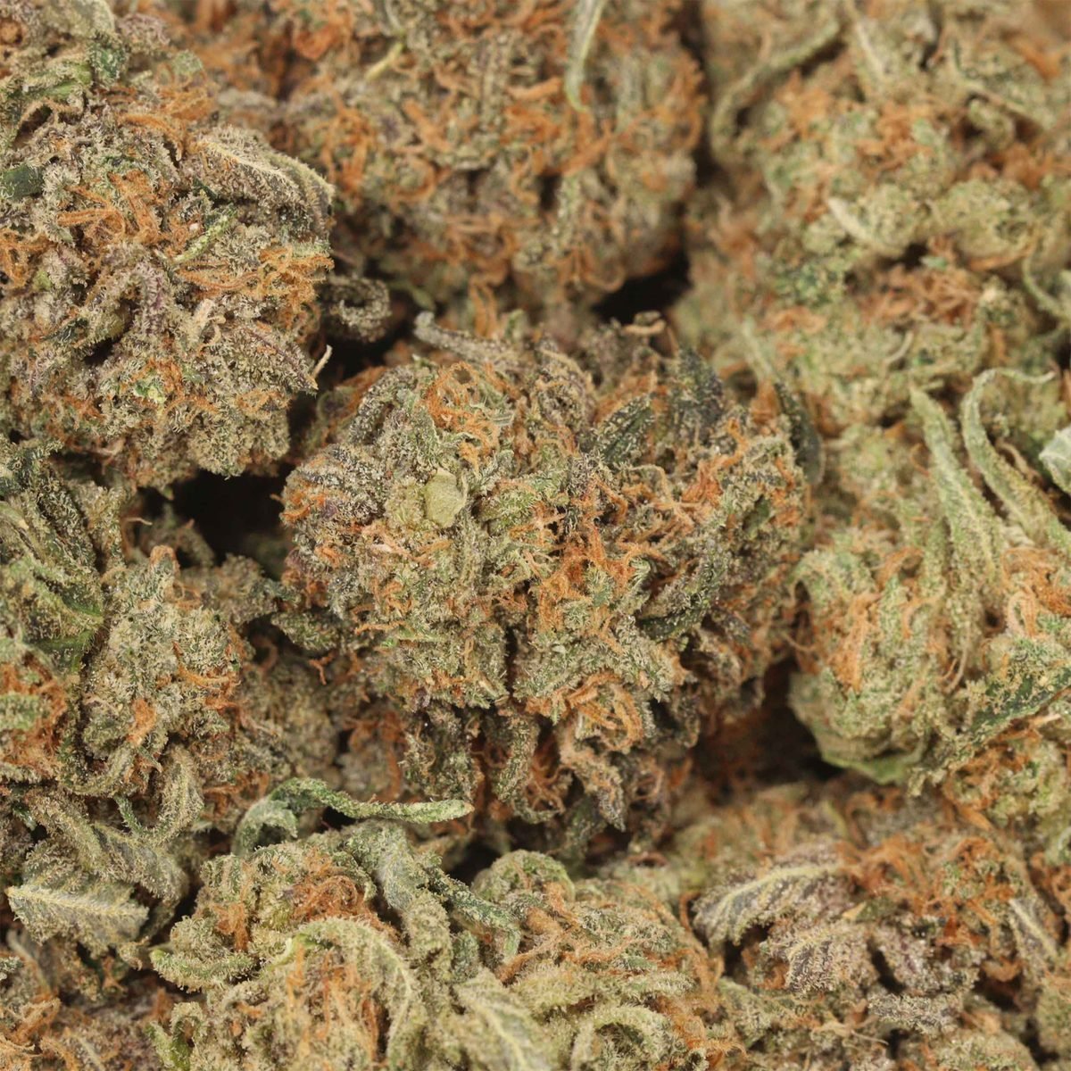 White Widow - Hybrid at The Green Pot (photo 3)